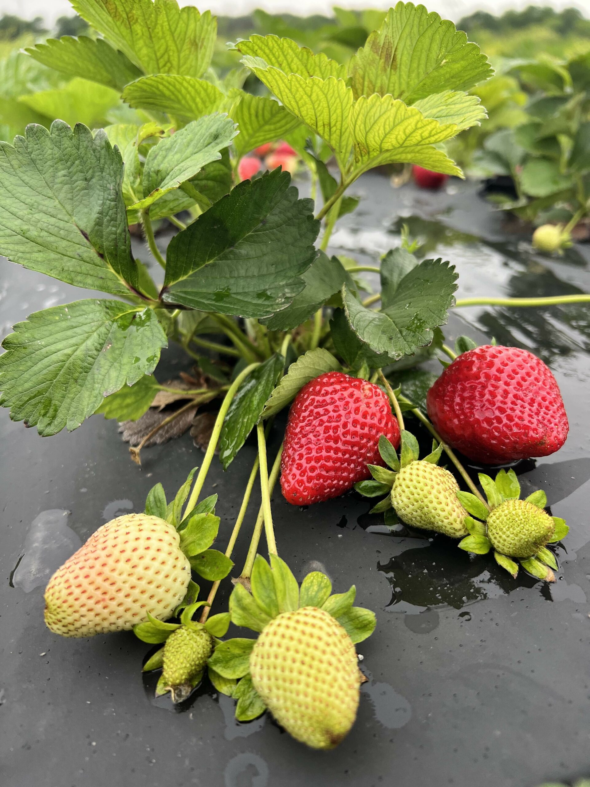 🍓 Strawberry U-Pick Update 🍓