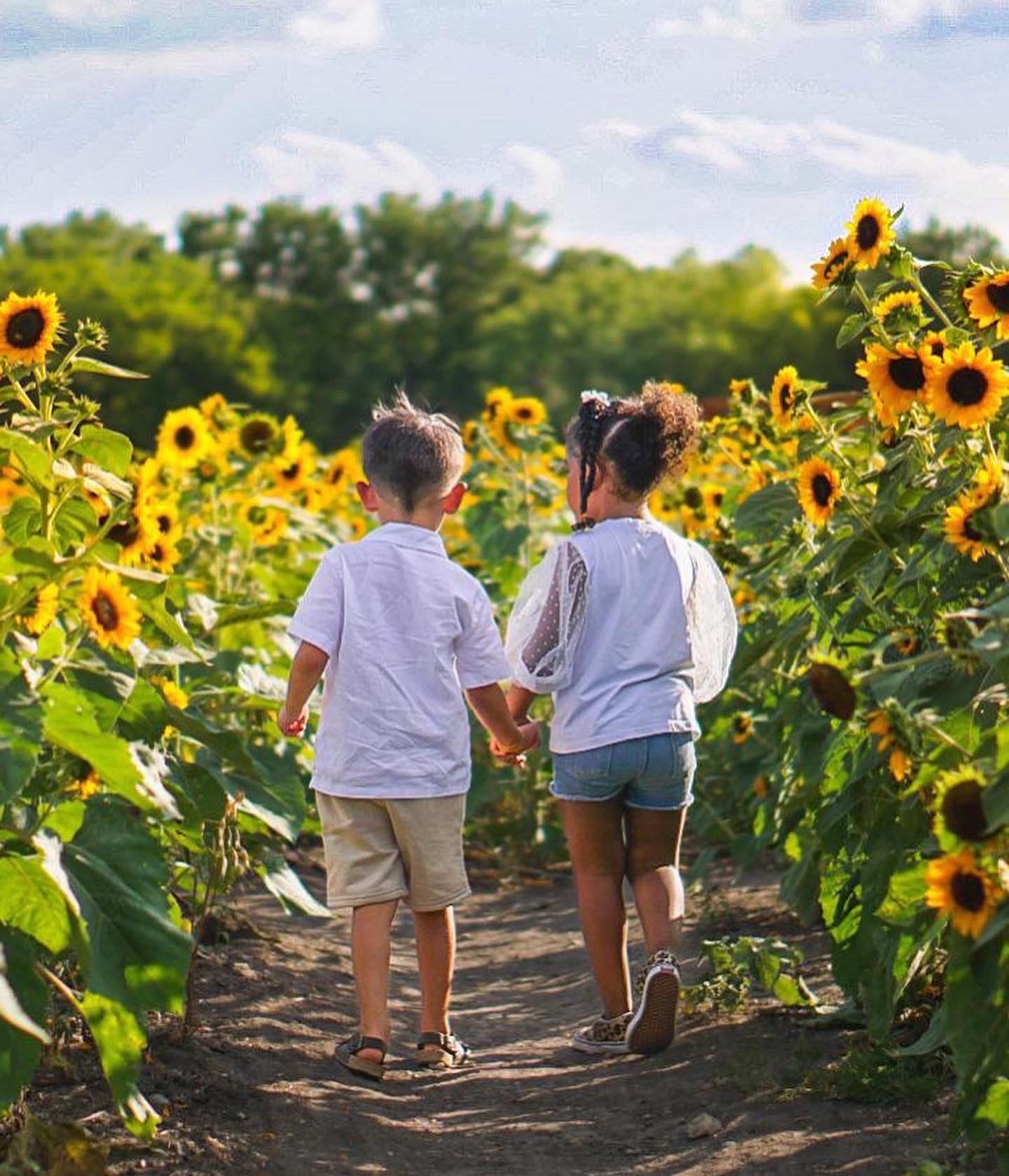 SUNFLOWER FESTIVAL PRESALE HAPPENING NOW