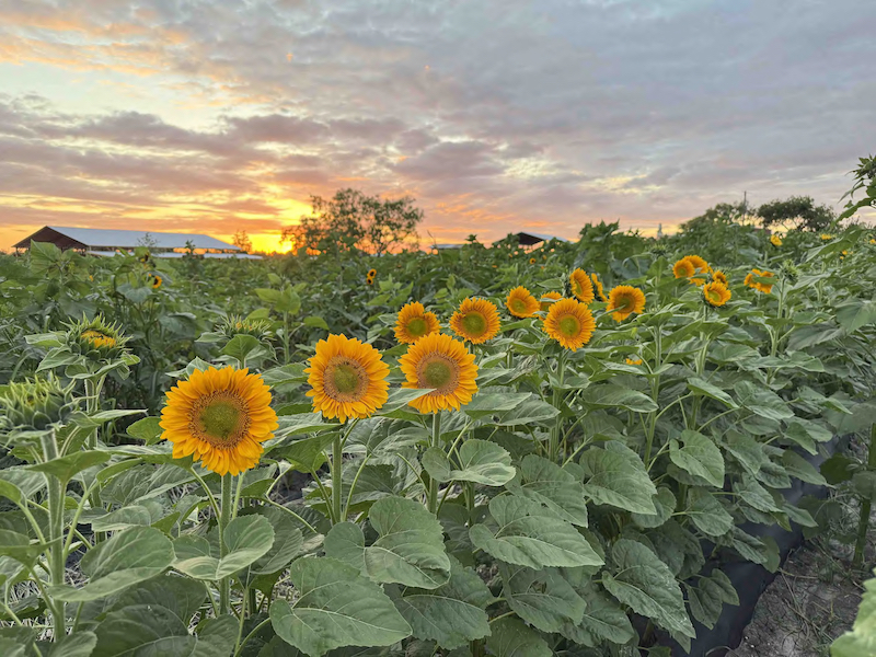 Flower Field Update May 12th