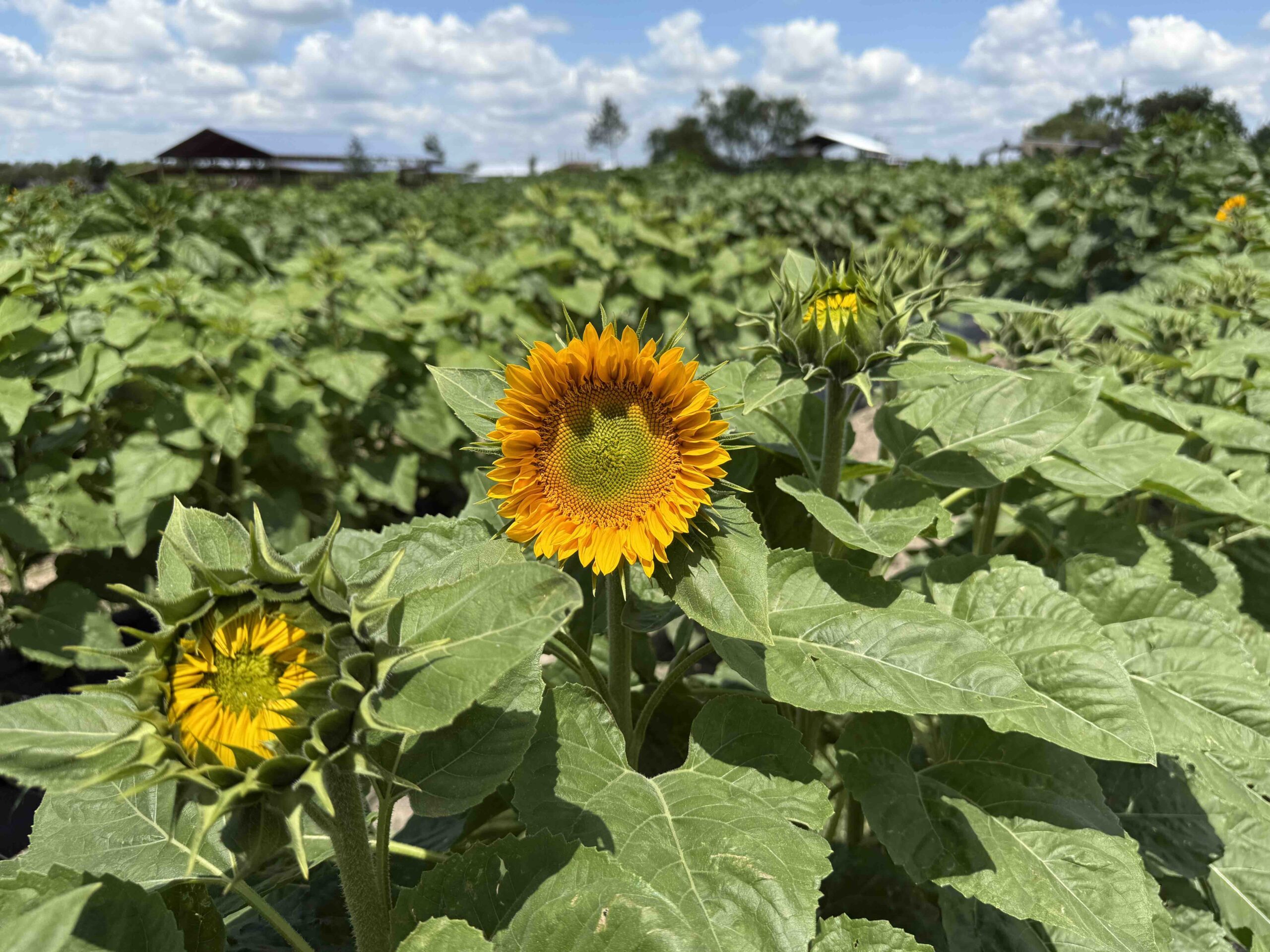 Flower Field Bloom Update May 9th