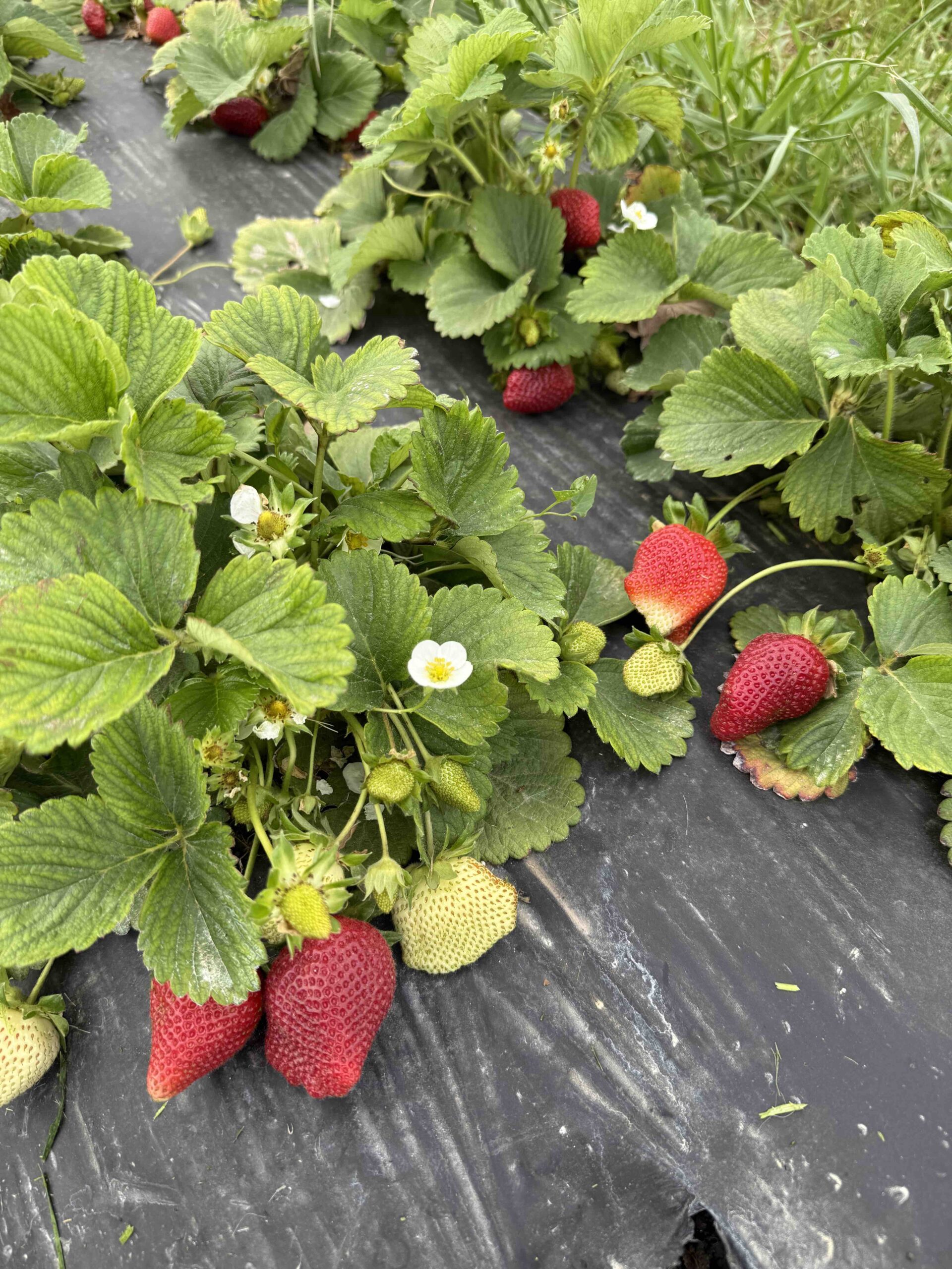 🍓 STRAWBERRY U-PICK 🍓