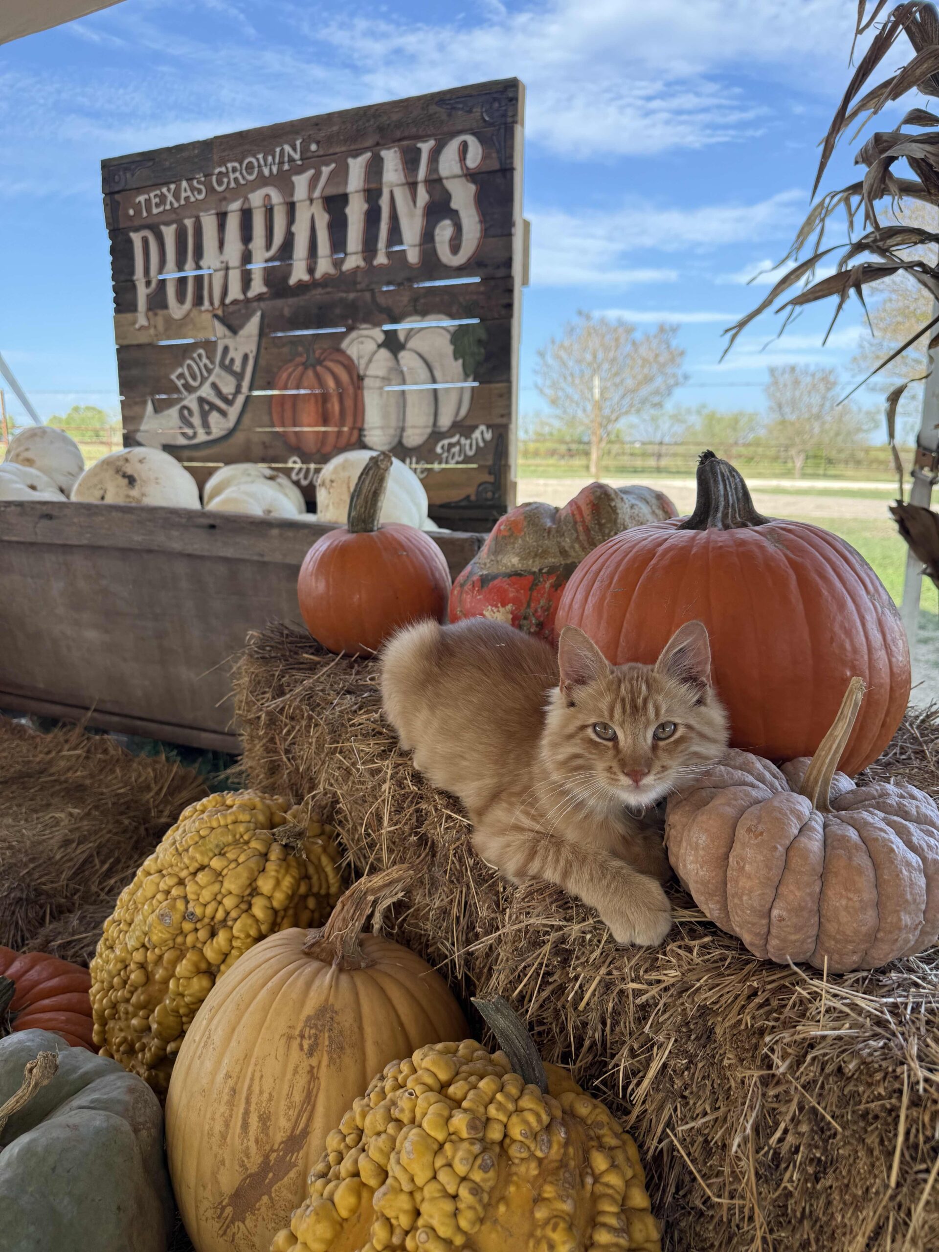 This weekend at the farm: October 23rd – 25th🎃🍂
